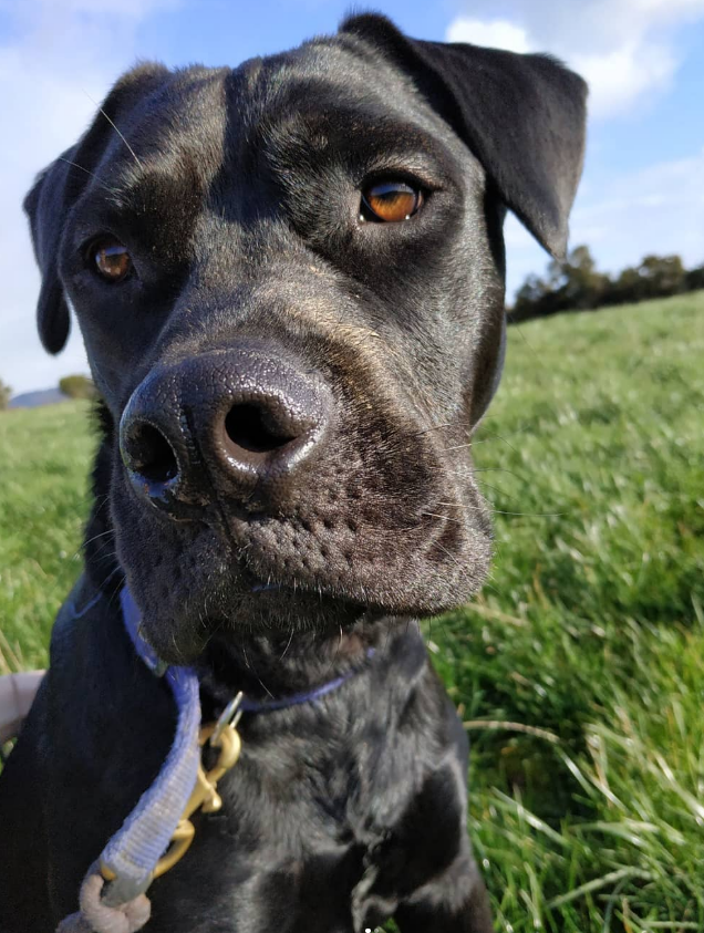 Amber Eyes