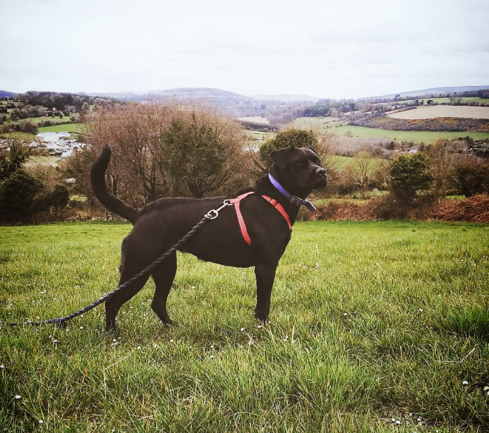 The Lookout