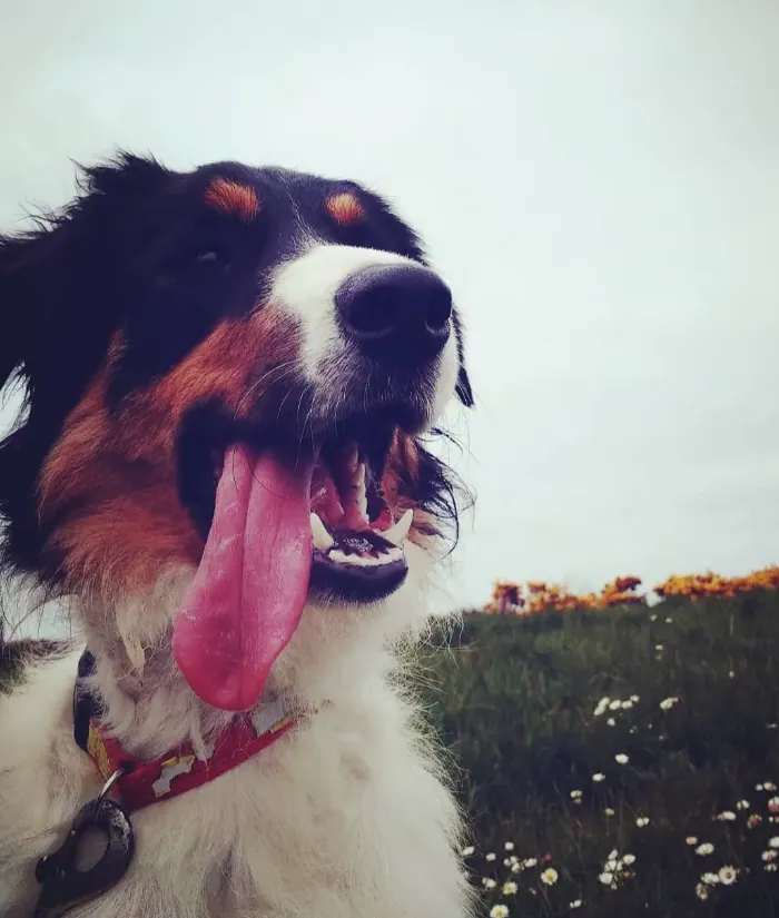 Happy dog portrait — an example from a Hollzphotography session